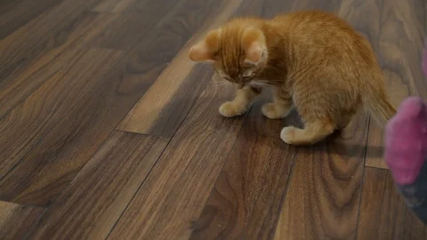 Slow motion kittens playing and jumping.  6 weeks old. Stock Footage 110737992