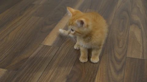 Slow motion kittens playing and jumping.  6 weeks old. Stock Footage 110738516