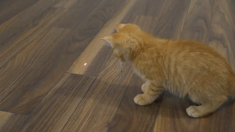 Slow motion kittens playing and jumping.  6 weeks old. Stock Footage 110738613