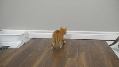 Slow motion kittens playing and jumping.  6 weeks old. Stock-Footage 110738788