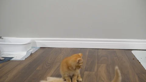 Slow motion kittens playing and jumping.  6 weeks old. Stock Footage 110739100