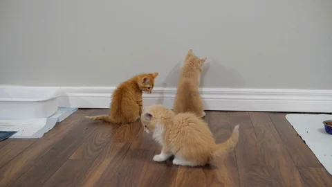 Slow motion kittens playing and jumping.  6 weeks old. Stock Footage 110739277