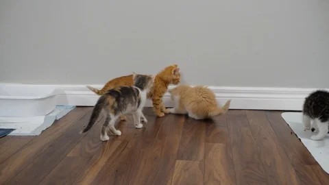 Slow motion kittens playing and jumping.  6 weeks old. Stock Footage 110739626