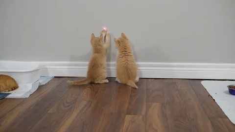 Slow motion kittens playing and jumping.  6 weeks old. Stock Footage 110739975