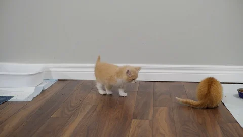 Slow motion kittens playing and jumping.  6 weeks old. Stock Footage 110740287