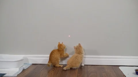 Slow motion kittens playing and jumping.  6 weeks old. Stock Footage 110740531