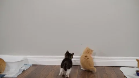 Slow motion kittens playing and jumping.  6 weeks old. Stock Footage 110741365