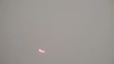 Slow motion kittens playing and jumping.  6 weeks old. Stock Footage 110741500