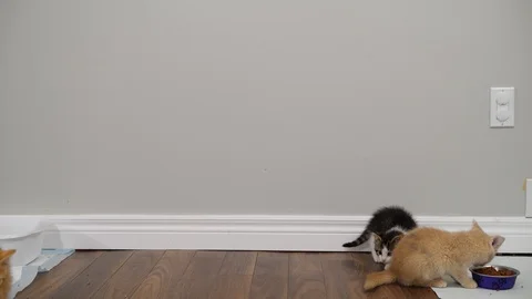 Slow motion kittens playing and jumping.  6 weeks old. Stock Footage 110741540
