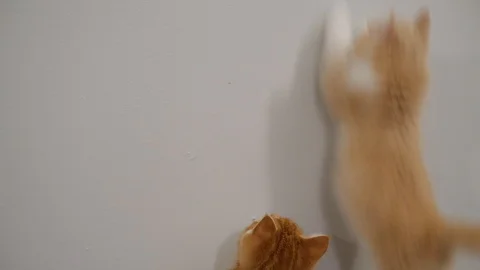 Slow motion kittens playing and jumping.  6 weeks old. Stock Footage 110741753