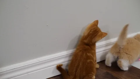 Slow motion kittens playing and jumping.  6 weeks old. Stock Footage 110741857