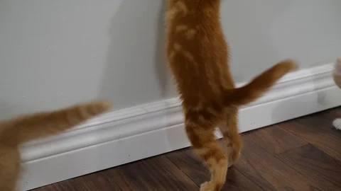 Slow motion kittens playing and jumping.  6 weeks old. Stock Footage 110742219