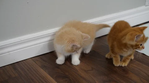 Slow motion kittens playing and jumping.  6 weeks old. Stock Footage 110742228