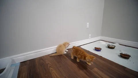 Slow motion kittens playing and jumping.  6 weeks old. Stock Footage 110743361