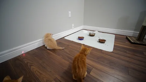 Slow motion kittens playing and jumping.  6 weeks old. Stock Footage 110743924