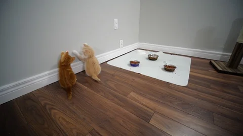 Slow motion kittens playing and jumping.  6 weeks old. Stock Footage 110744429