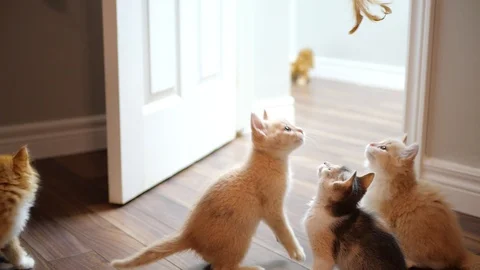 Slow motion kittens playing with toy. Stock Footage 109430764