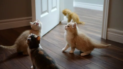 Slow motion kittens playing with toy. Stock Footage 109430843