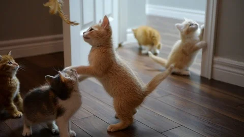 Slow motion kittens playing with toy. Stock Footage 109430849
