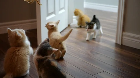 Slow motion kittens playing with toy. Stock Footage 109430912