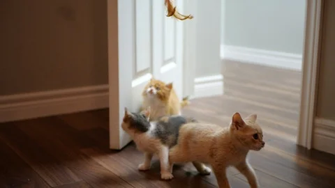 Slow motion kittens playing with toy. Stock Footage 109430923