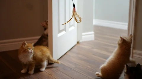 Slow motion kittens playing with toy. Stock Footage 109431024