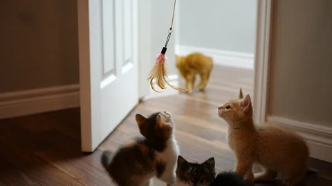Slow motion kittens playing with toy. Stock Footage 109431133