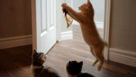 Slow motion kittens playing with toy. Stock Footage 109431147