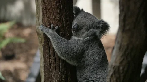 Slow Motion - Koala Bear Stock Footage 81305336