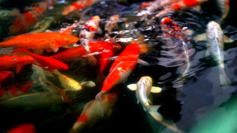 Slow motion Koi fish or colored carp fish swimming around pond. Stock Footage 100074686