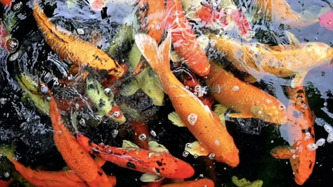 Slow motion of Koi fish or carp fish swimming in pond. It golden red orange and  Stock Footage 153403280