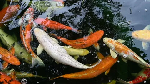 Slow motion of Koi fish or carp fish swimming in pond. It golden red orange and Stock Footage 156036659