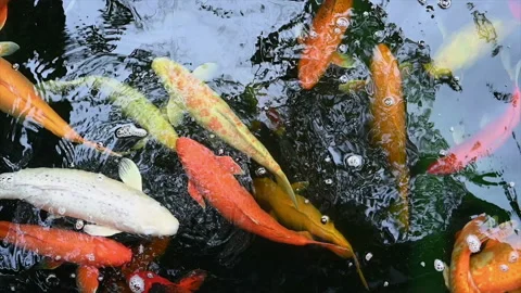 Slow motion of Koi fish or carp fish swimming in pond. It golden red orange and  Stock Footage 157727412
