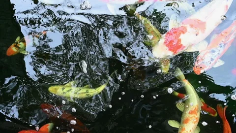 Slow motion of Koi fish or carp fish swimming in pond. It golden red orange and  Stock Footage 157727442