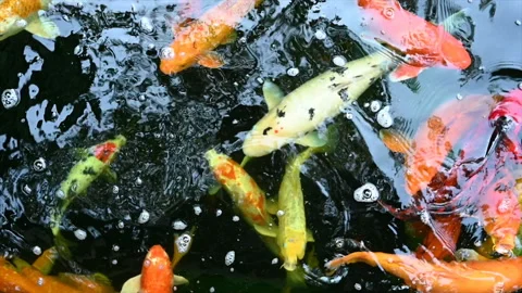 Slow motion of Koi fish or carp fish swimming in pond. It golden red orange and  Stock Footage 160199053