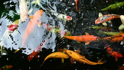 Slow motion of Koi fish or carp fish swimming in pond. It golden red orange and  Stock Footage 163651464