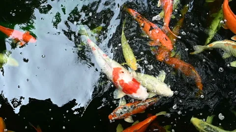 Slow motion of Koi fish or carp fish swimming in pond. It golden red orange and Stock Footage 163654268