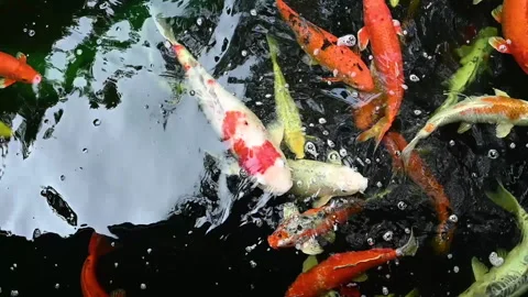 Slow motion of Koi fish or carp fish swimming in pond. It golden red orange and  Stock Footage 282720187