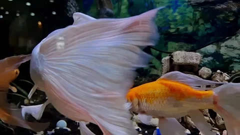 Slow Motion Koi Fish. Underwater White Koi. Calm Underwater Koi Stock Footage 306755772