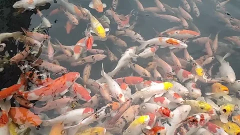 Slow motion koi Stock Footage 313168512