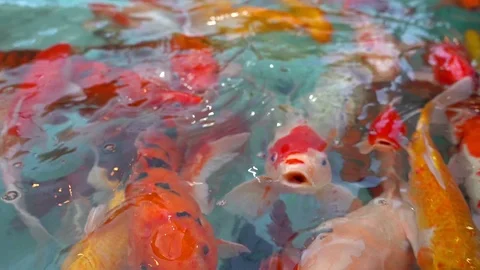 Slow motion, koi in the pond, it's opening the mouth for the bait Stock Footage 100989568