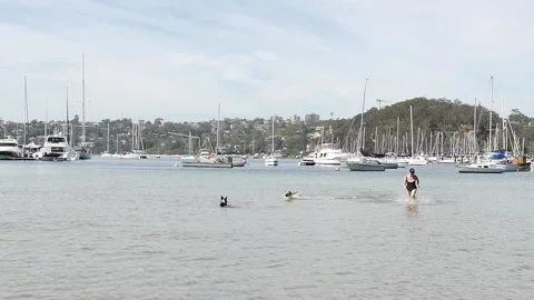 Slow motion Labrador and Corgi enjoy the sea with their owner Stock Footage 143240321