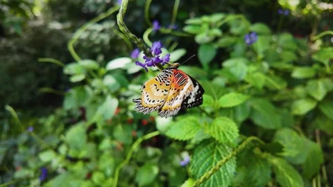 In Slow motion a Lacewing butterfly Stock Footage 269372111