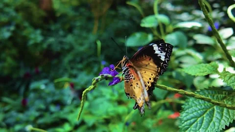 Slow motion Lacewing butterfly Stock Footage 269384680