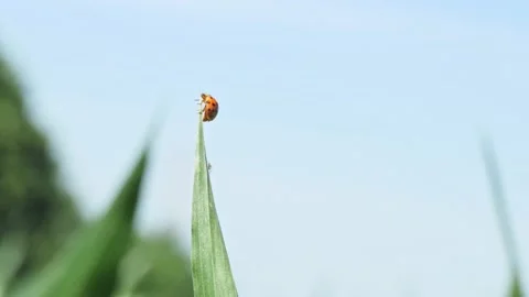 Slow motion ladybug flying away from stem of grass Stock Footage 131331949