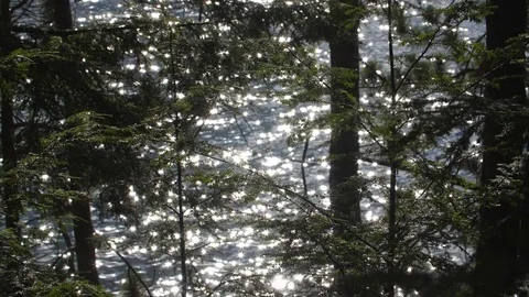 Slow motion lake reflections viewed through coniferous forest branches. Stock Footage