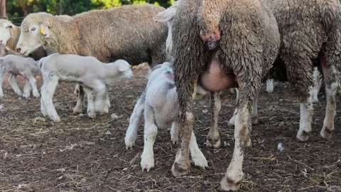 Slow motion of lamb drinking milk from mother on udder and teats Stock Footage 295027154