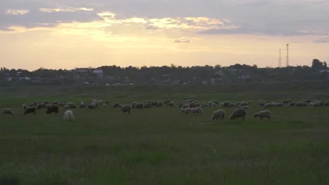 Slow motion of lambs runing Video stock 194394560