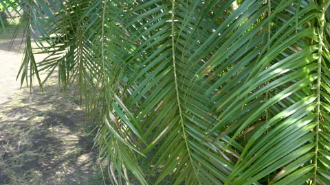 Slow motion landscape designer viewing plants on plot of land. Vídeos de archivo 91256074
