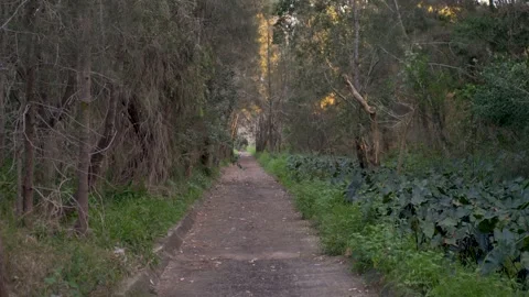 Slow motion landscape of a dry public sewer concrete drain surrounded by dense Vídeo Stock 346421697